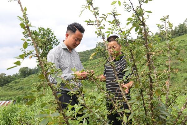 李卫查看花椒长势