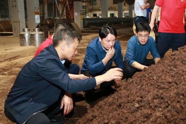 丁雄军查看糟醅堆积发酵情况